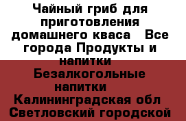 Чайный гриб для приготовления домашнего кваса - Все города Продукты и напитки » Безалкогольные напитки   . Калининградская обл.,Светловский городской округ 